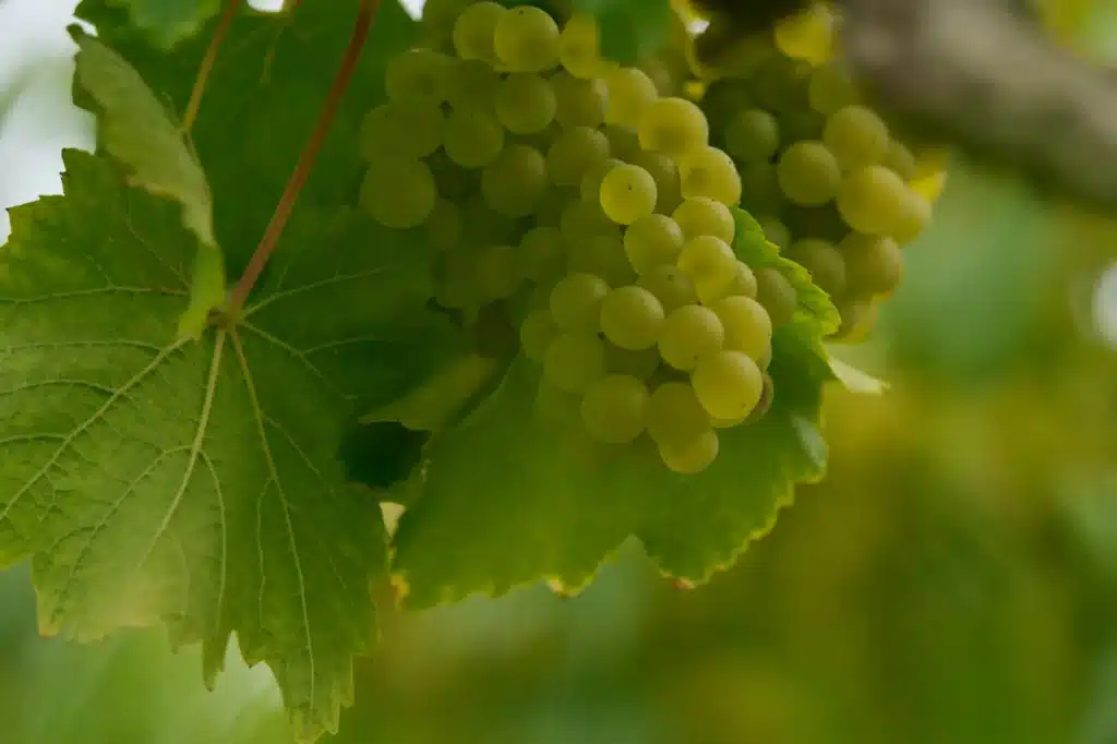 Cacho de uvas Chardonnay em vinhedo da região de Champagne, na França