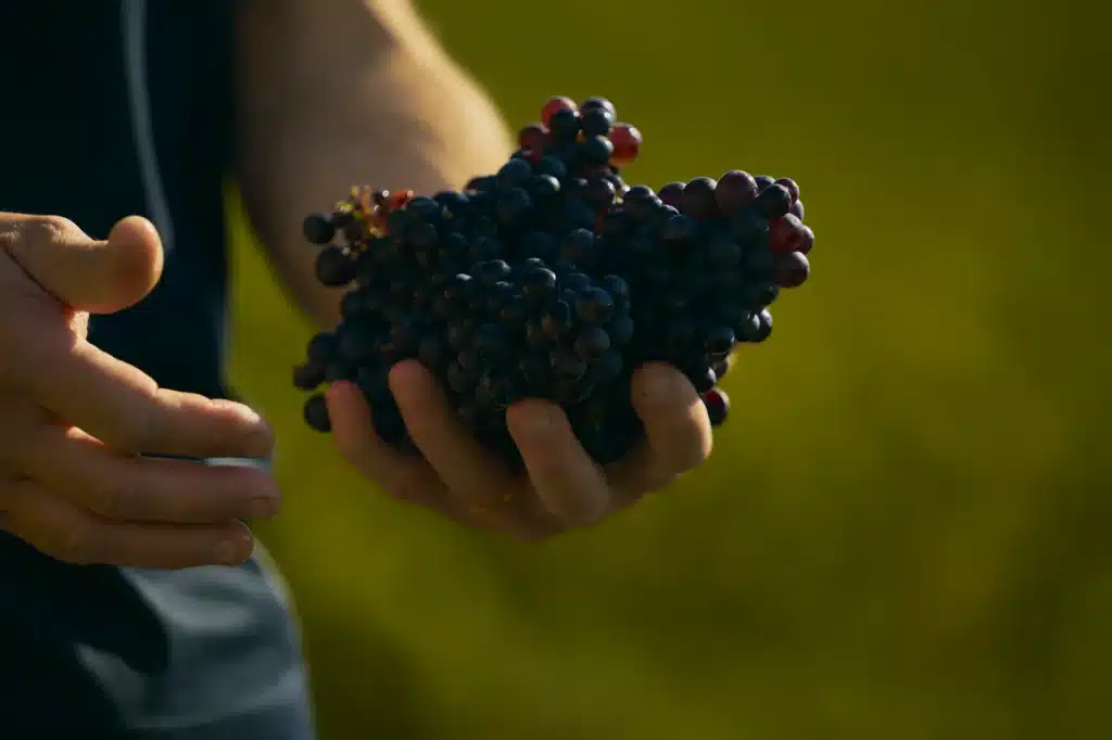 Produtor segura cachos de uvas Pinot Noir durante colheita na França