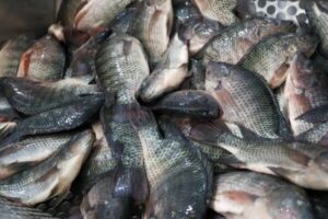 tilapia