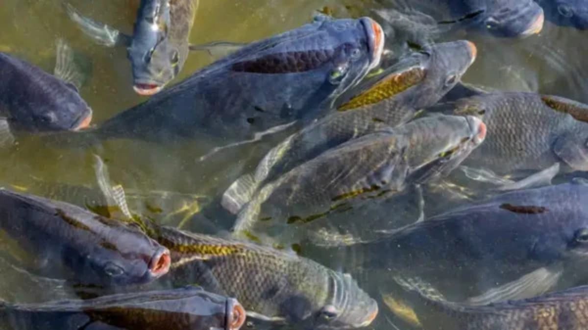 tilapia