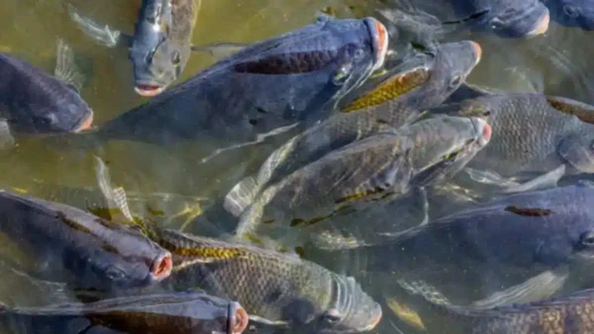 tilapia