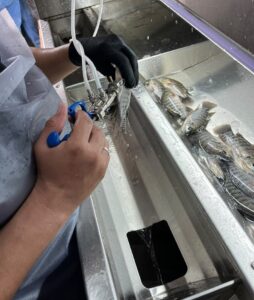 tilapia