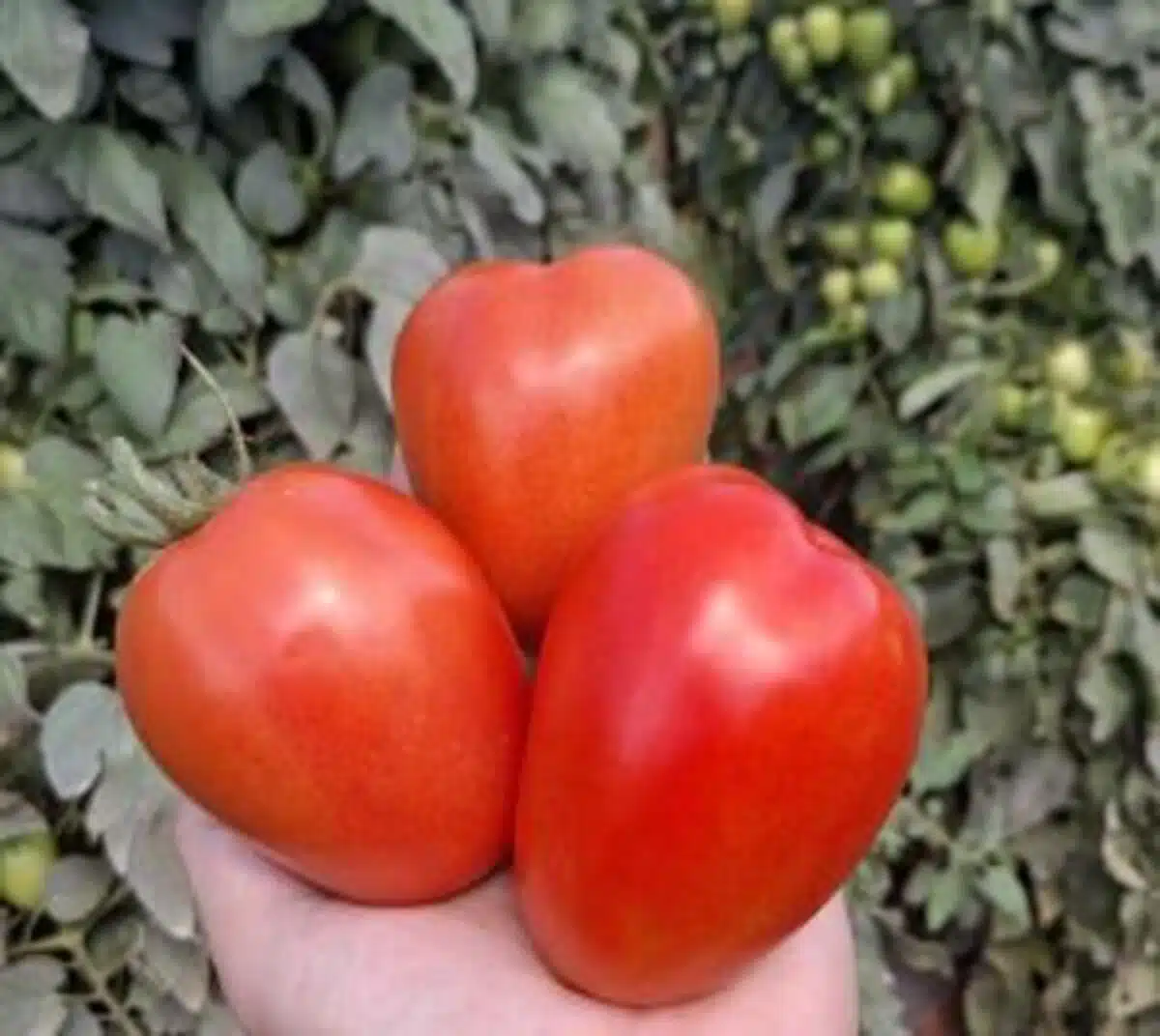 tomates saladete