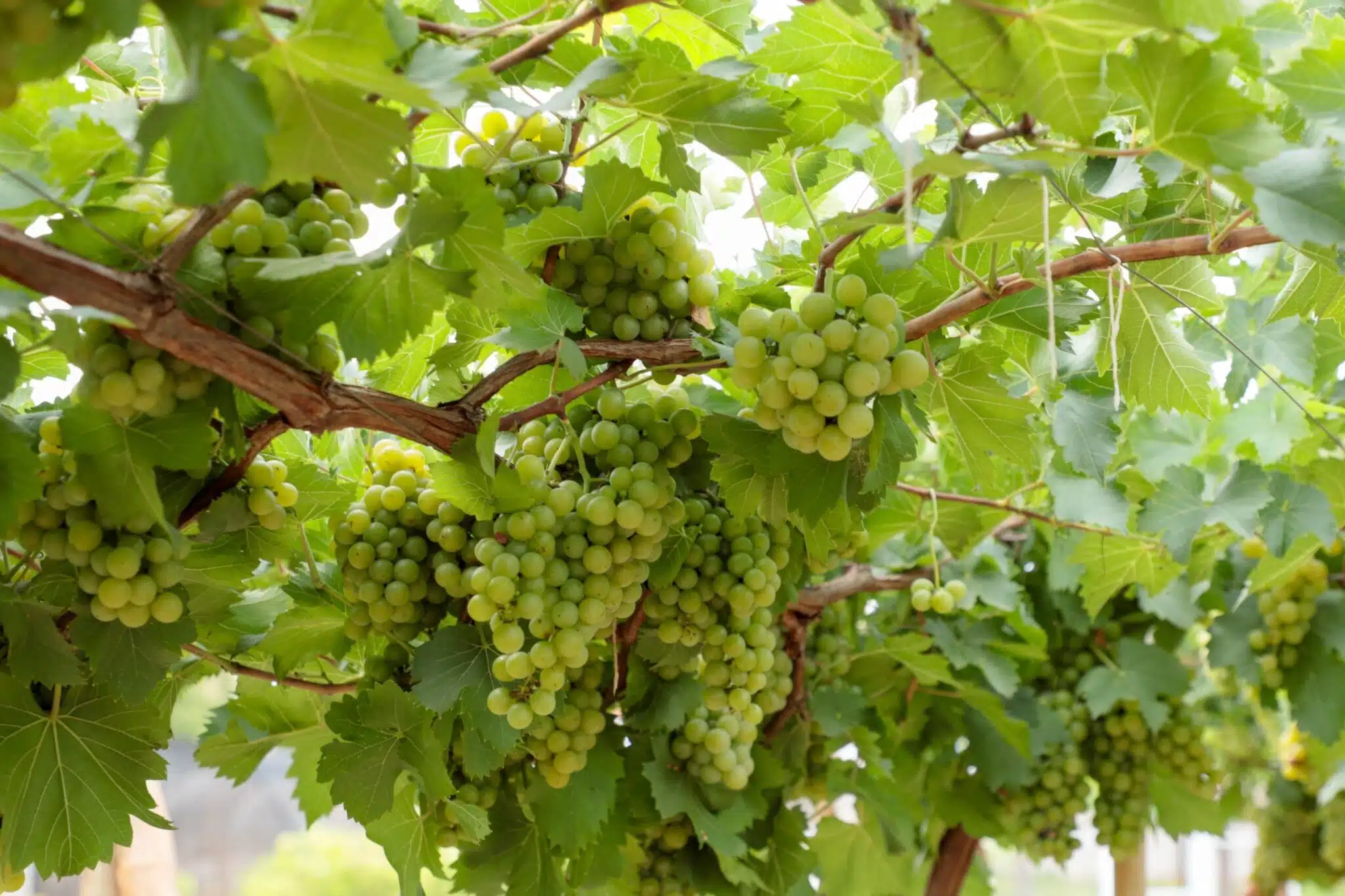 Vinhedo em Goiás representa avanço da produção de vinho no Cerrado
