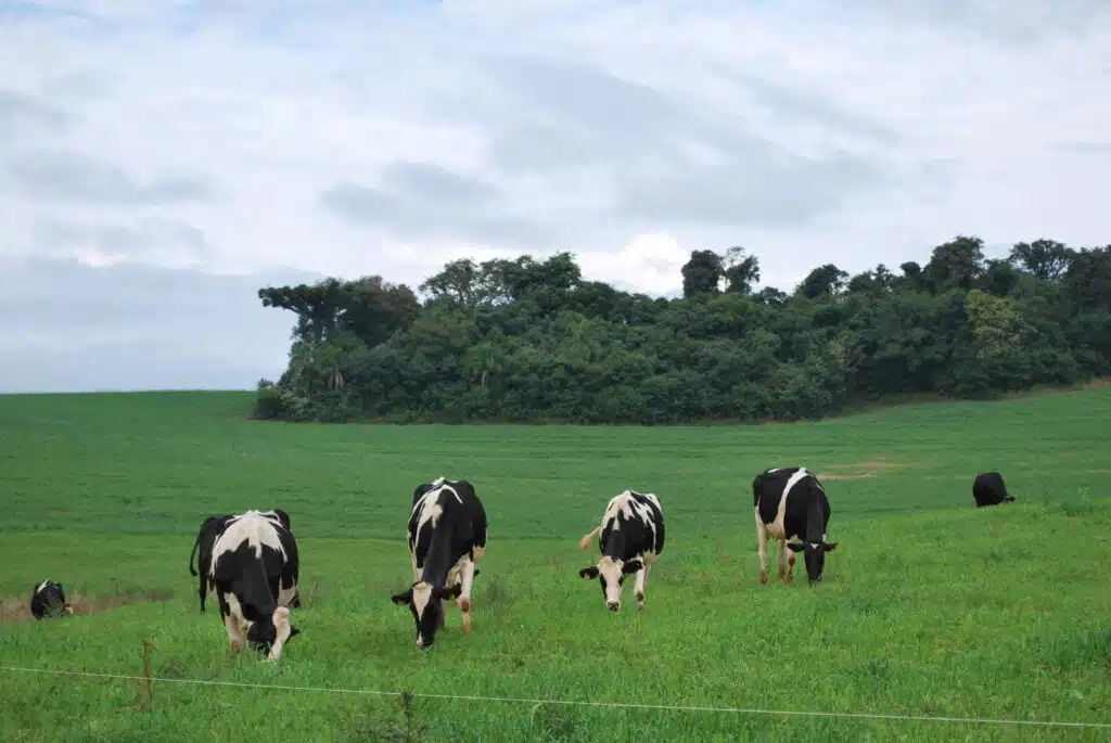 Vacas leiteiras em propriedade rural durante período de aumento dos custos de produção