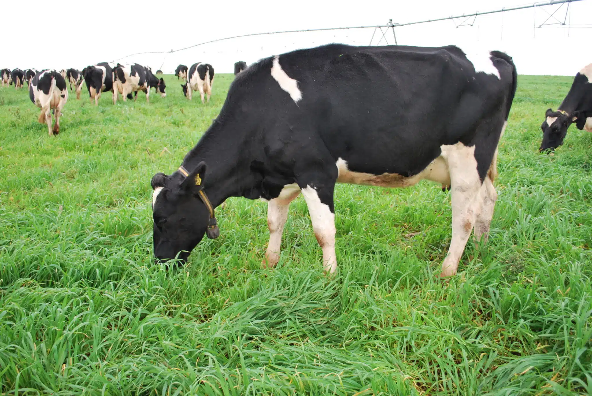 Vaca leiteira em propriedade rural durante período de aumento dos custos de produção