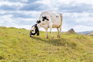 Vaca usa máscara para medir emissão de metano enquanto pasta no campo