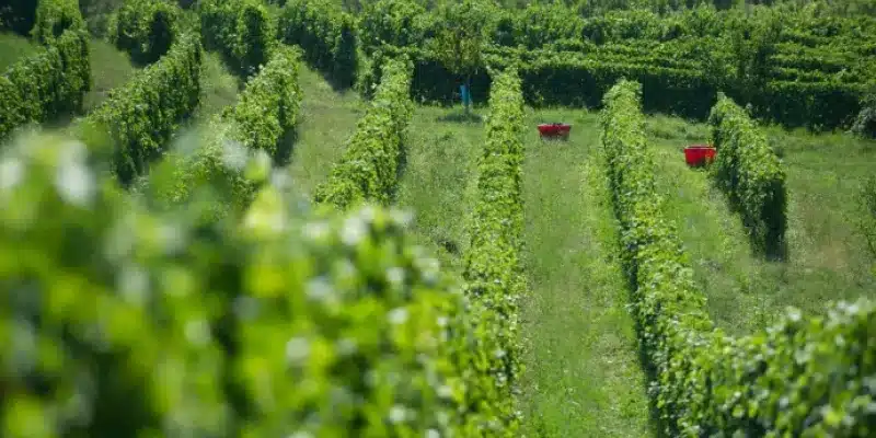 Vinhedo francês com fileiras de videiras destinadas à produção de vinho