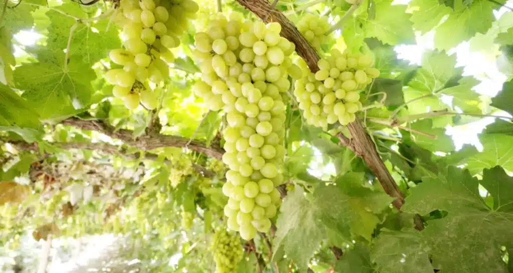 Plantação de uvas em vinhedo de Turpan, na China