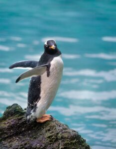 pinguim
