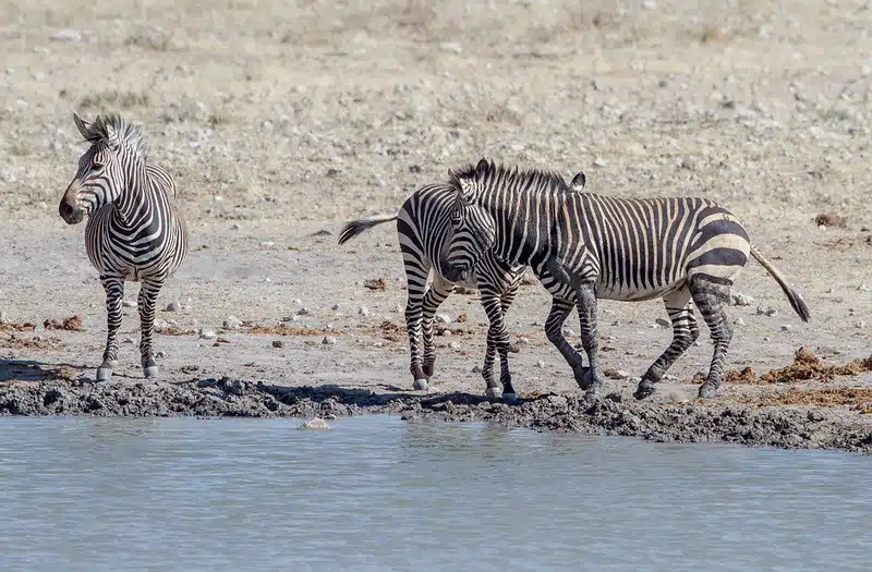zebras