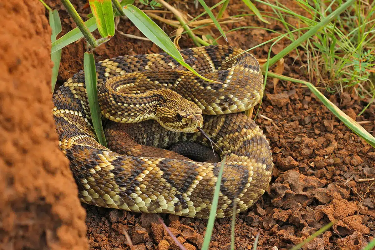 Cascavel (Crotalus durissus terrificus) fêmea
