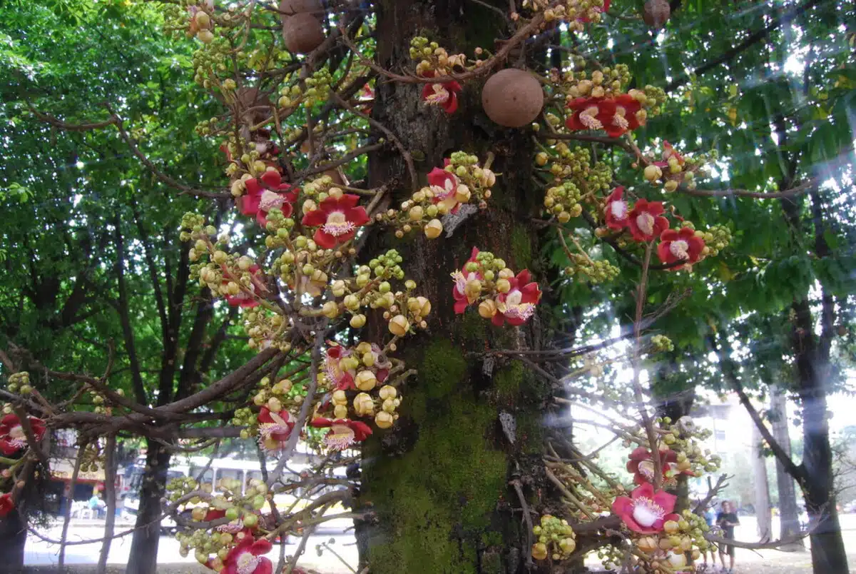 abricó de macaco