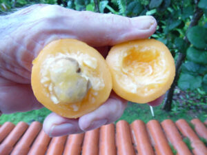 Plinia edulis - Cambuca