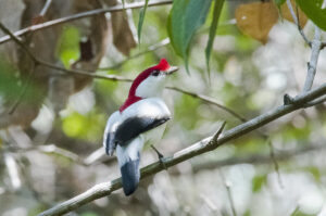 soldadinho do araripe