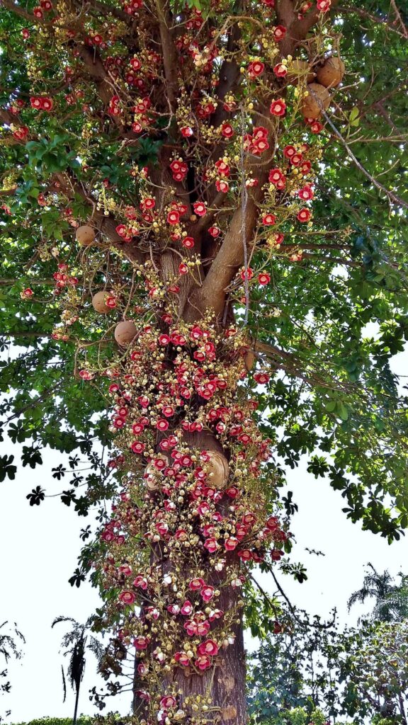 abrico de macaco