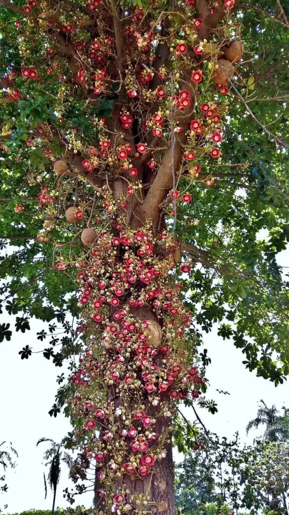 abrico de macaco