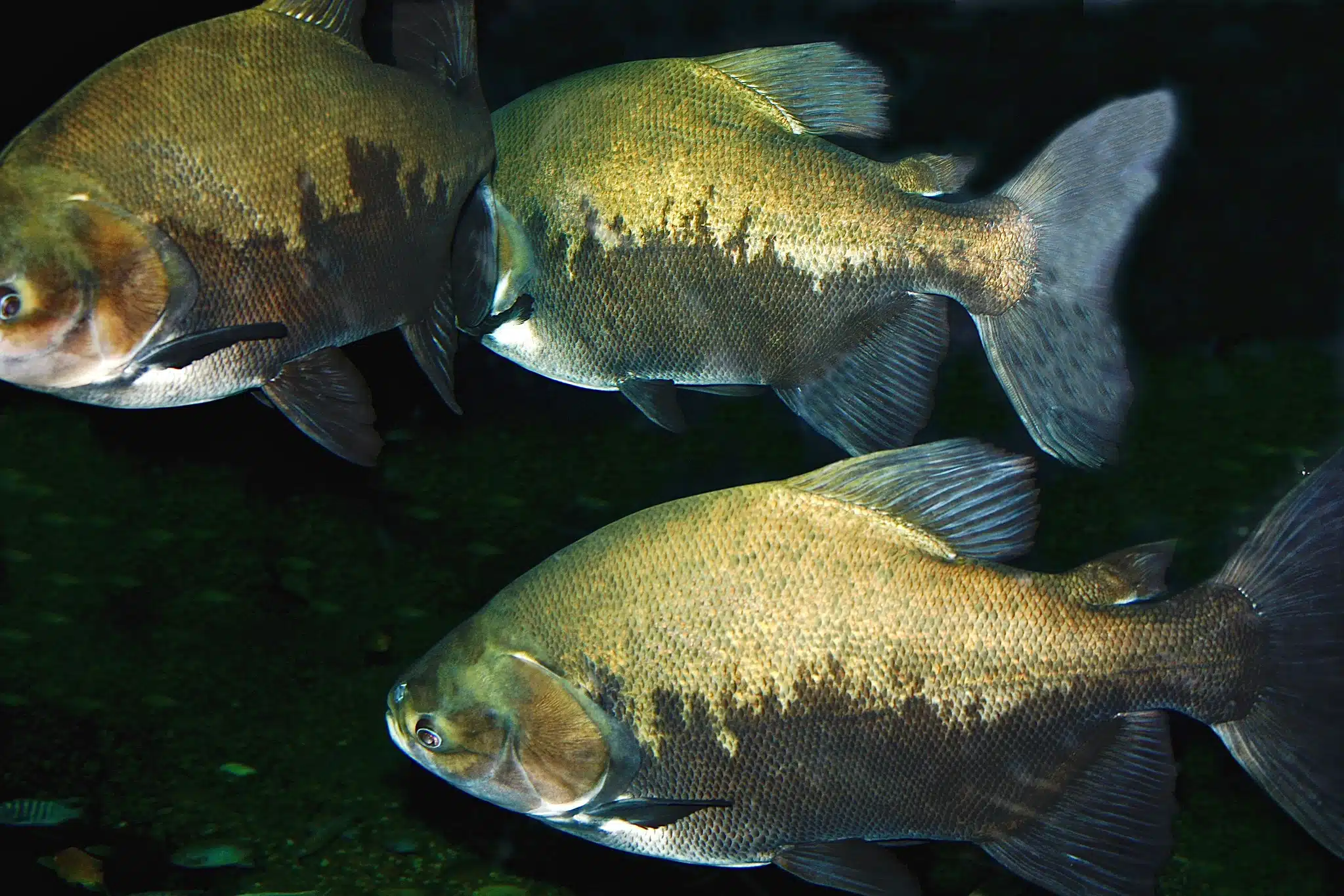 tambaquis