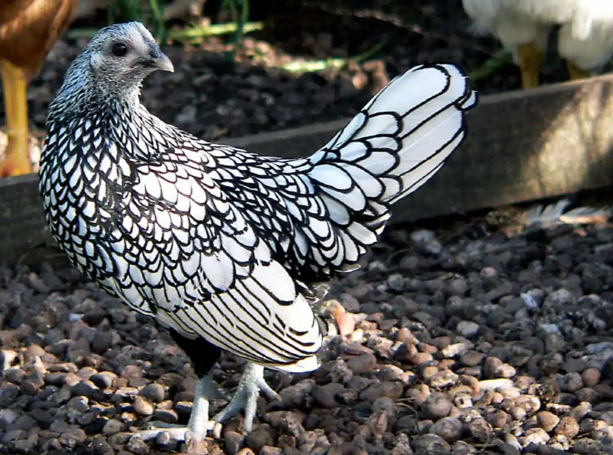 Sebright%3A%20a%20galinha%20com%20penas%20desenhadas%20%C3%A0%20m%C3%A3o