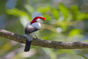 soldadinho do araripe