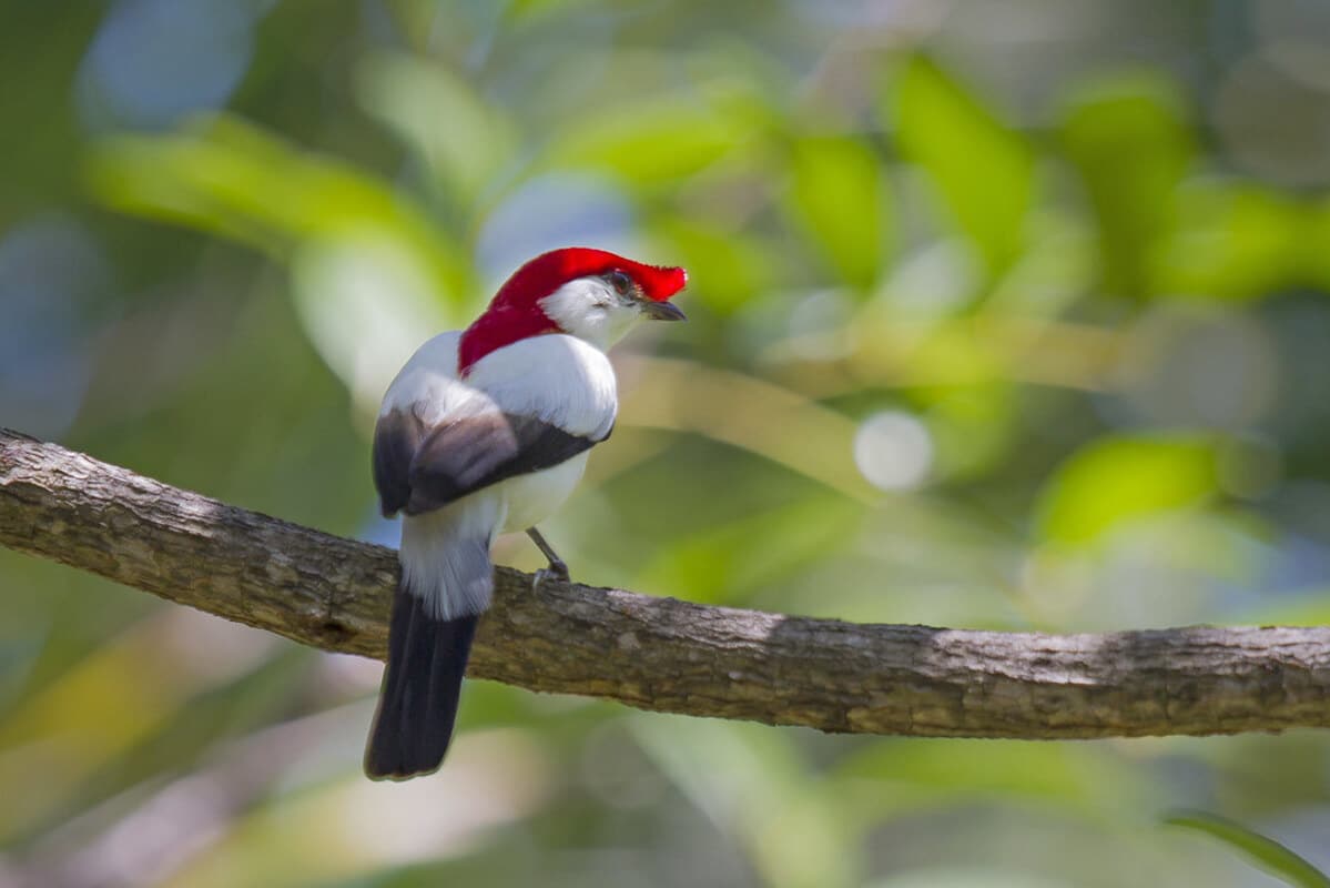 soldadinho do araripe