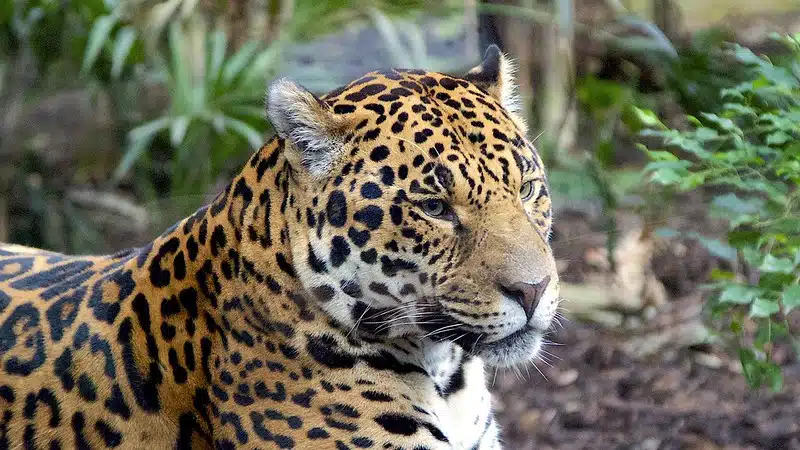 onça