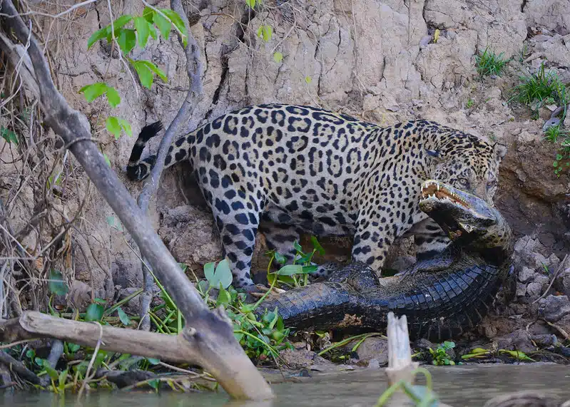 onça e jacaré