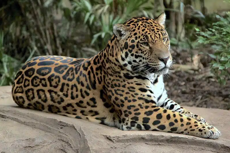 onça pintada
