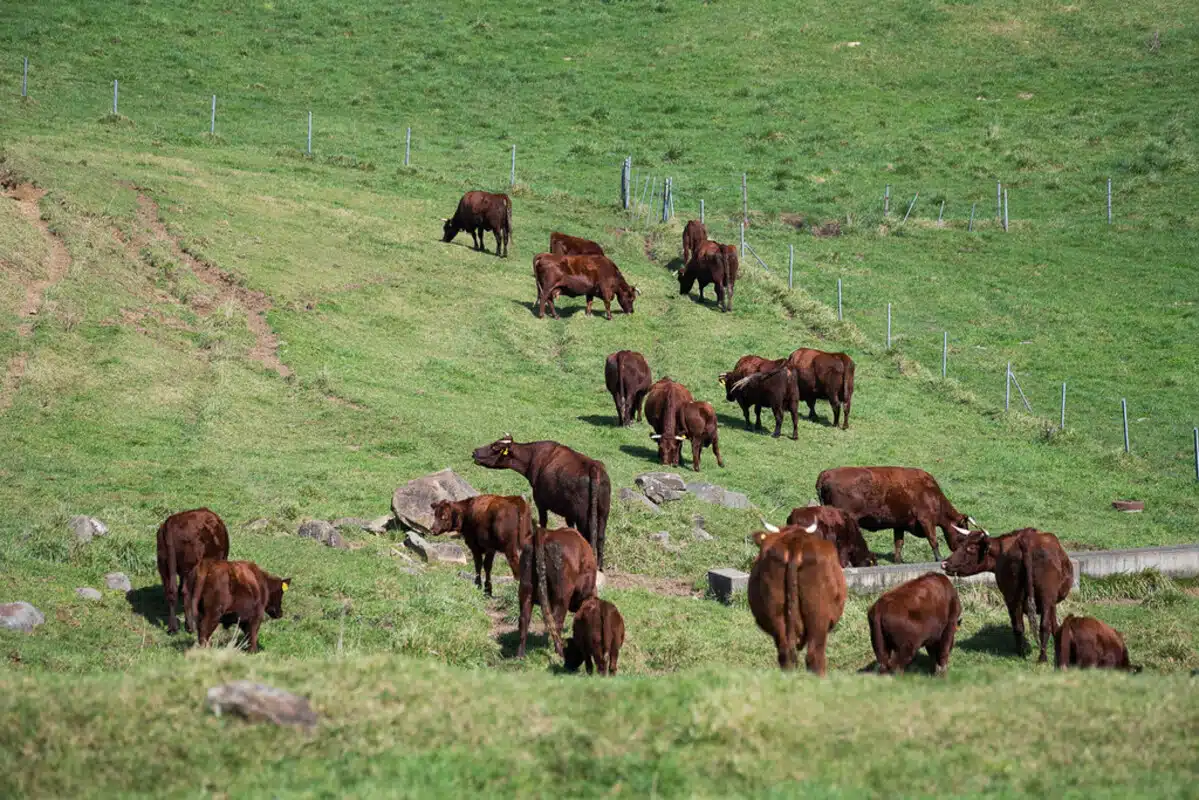 wagyu