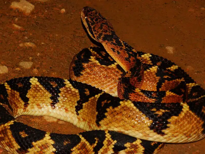 surucucu