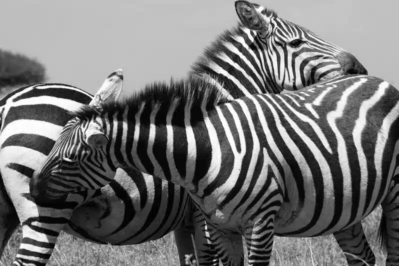 zebras