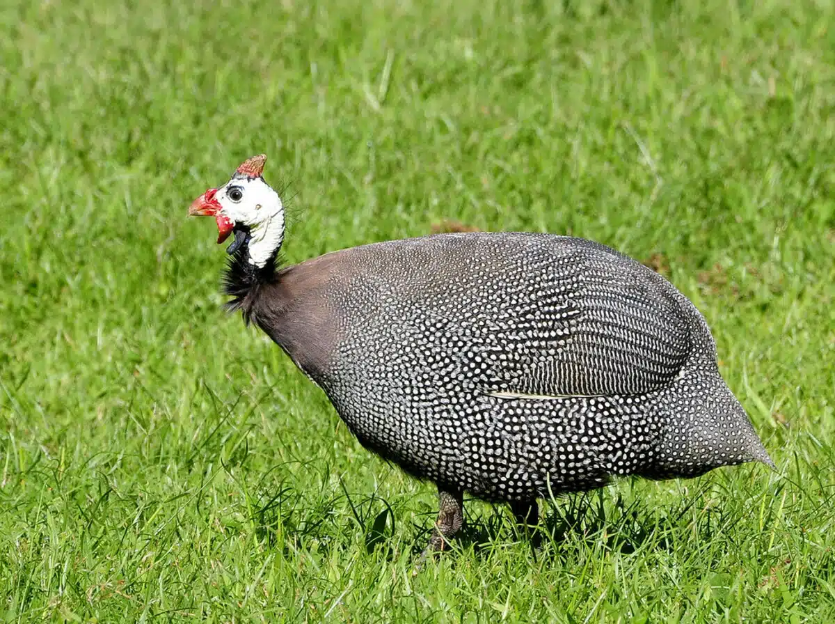 GALINHA-D'ANGOLA