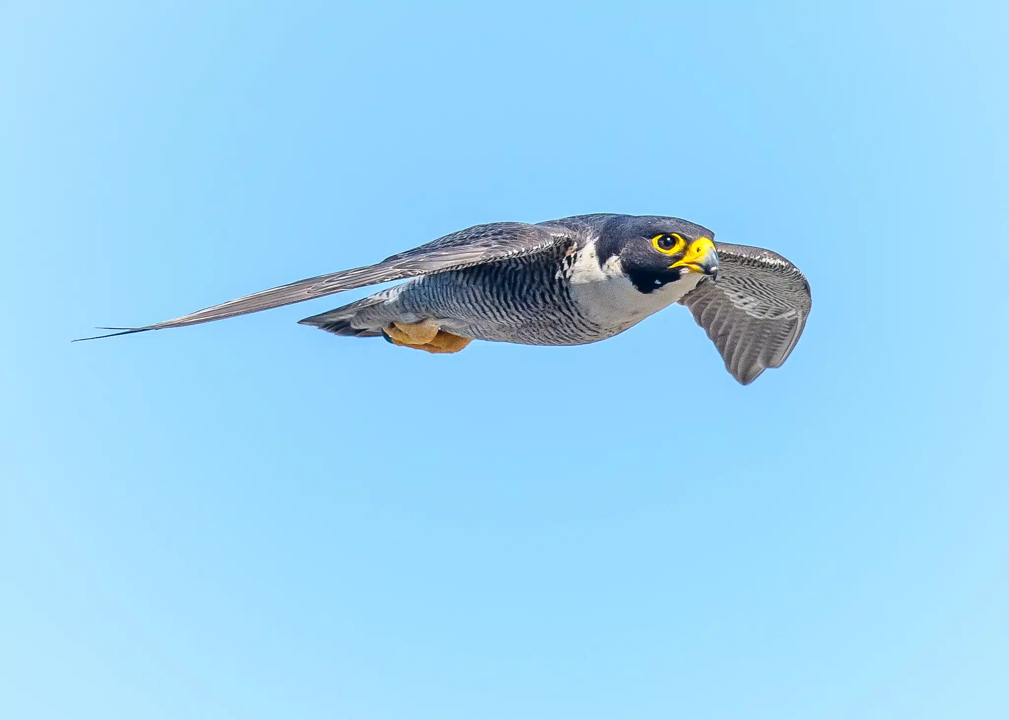 Conhe%C3%A7a%20o%20falc%C3%A3o-peregrino%2C%20a%20ave%20mais%20r%C3%A1pida%20do%20mundo