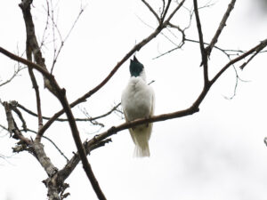 araponga de garganta nua