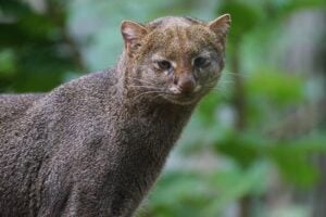 Gato-mourisco%2C%20um%20dos%20felinos%20mais%20raros%20do%20Brasil