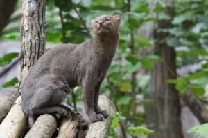 gato mourisco