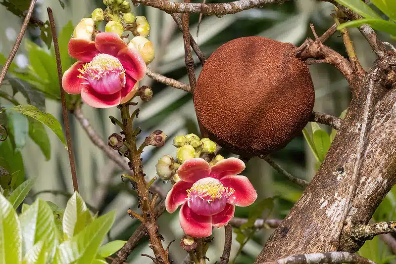 abrico de macaco