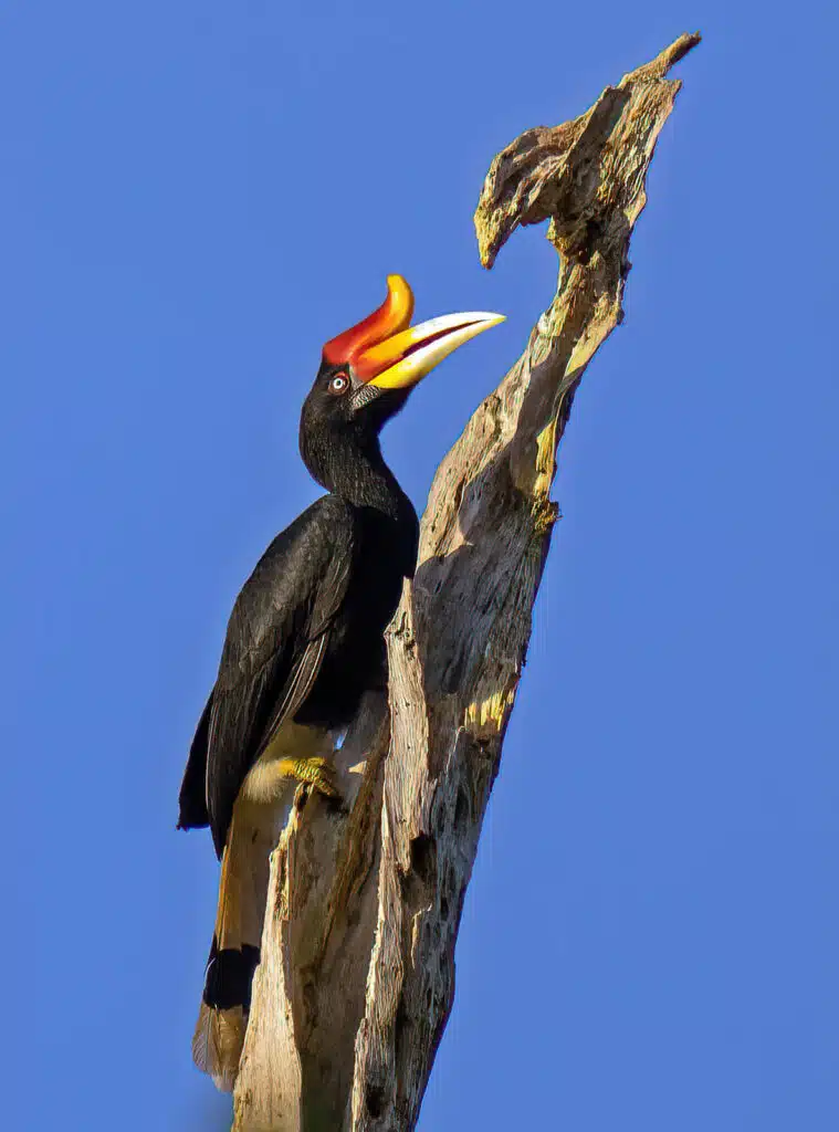 calau rinoceronte