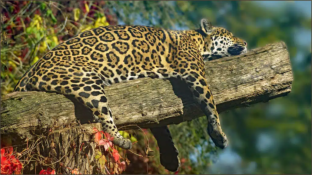 onça pintada