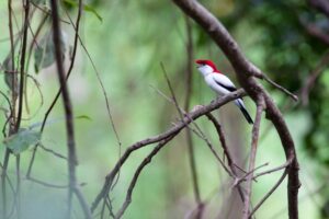 soldadinho do araripe