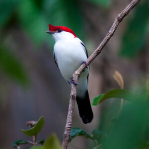 soldadinho do araripe