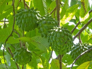 biriba