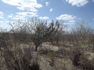 caatinga