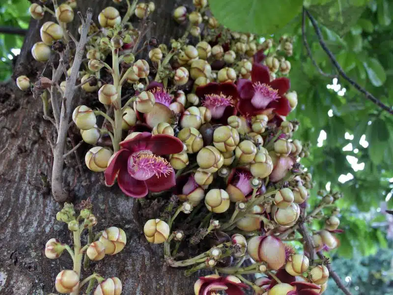 abrico de macaco