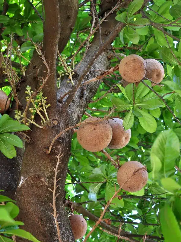 abrico de macaco