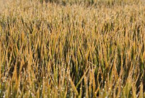 Arroz para exportação volta a ser comprado a R$ 90 a saca