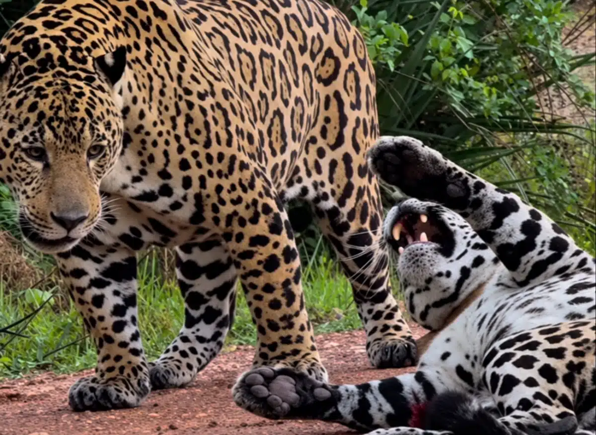 Guia%20flagra%20casal%20de%20on%C3%A7as-pintadas%20tendo%20%22DR%22%20no%20Pantanal