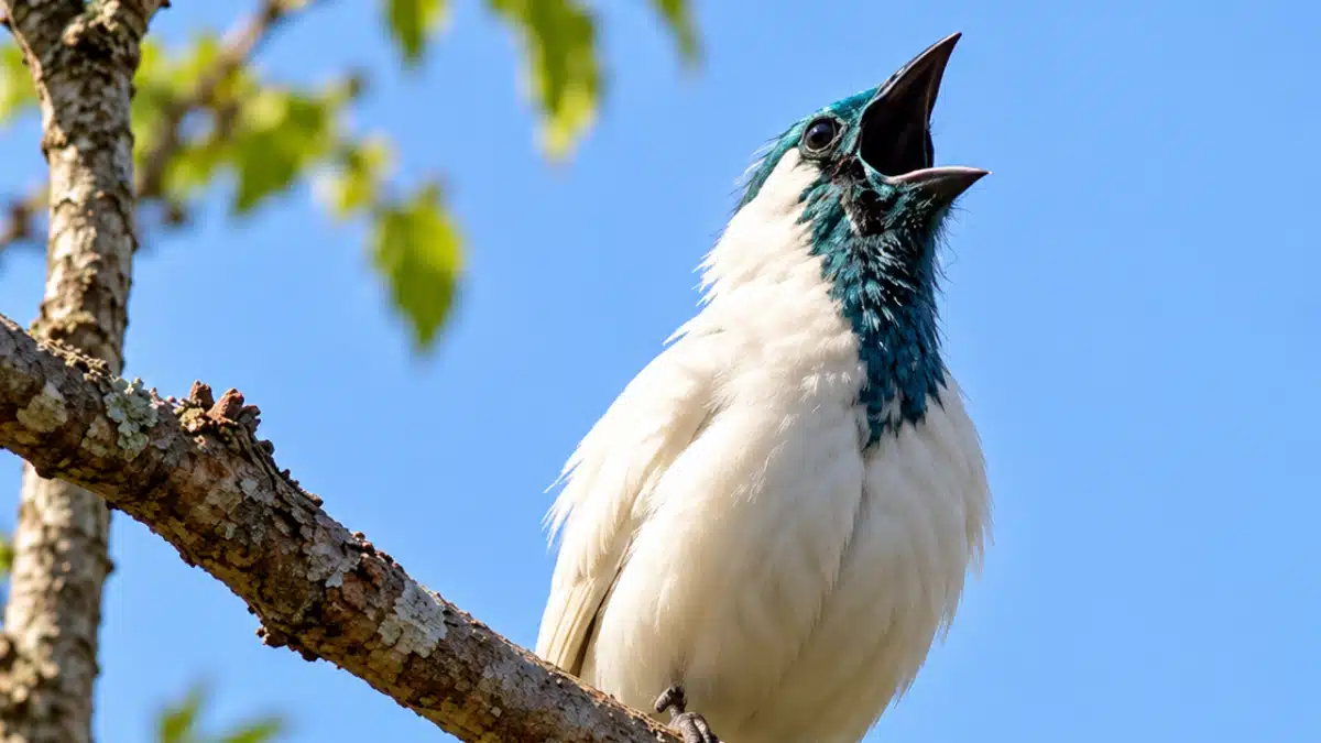Duas aves brasileiras cantam mais alto que britadeira