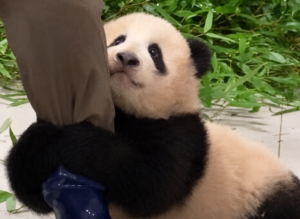 Bebê panda se agarra à perna de cuidador e se recusa a soltar