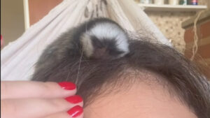 Sagui cai de árvore e se agarra no cabelo de influenciadora; veja a cena